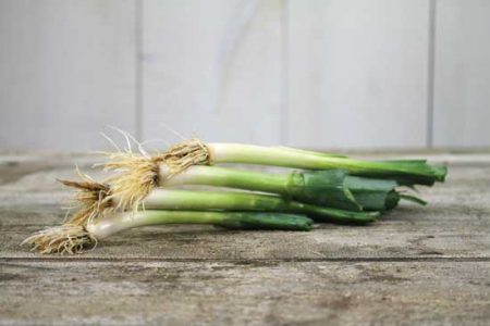 Growing Leeks From Heirloom Seeds Image